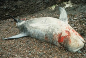 Stranded Risso's dolphin