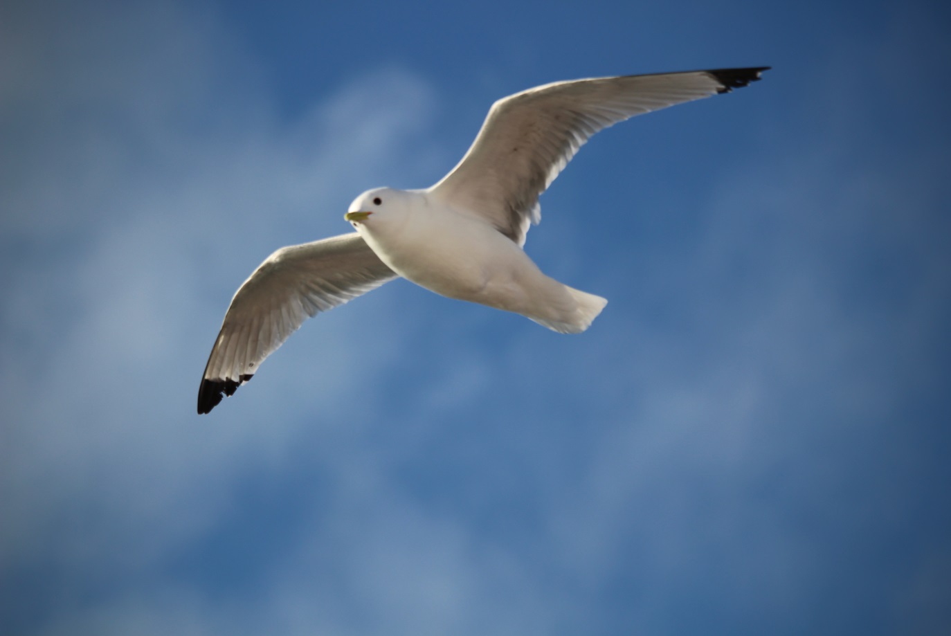 Sea Watch Foundation » Kittiwake 2