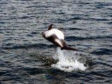 Peales Dolphin
