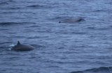 Sowerbys Beaked Whale