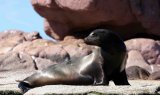 California Sea Lion