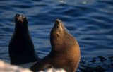 California Sea Lion